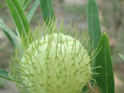 Gomphocarpus physocarpus young fruit